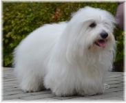 Brennos